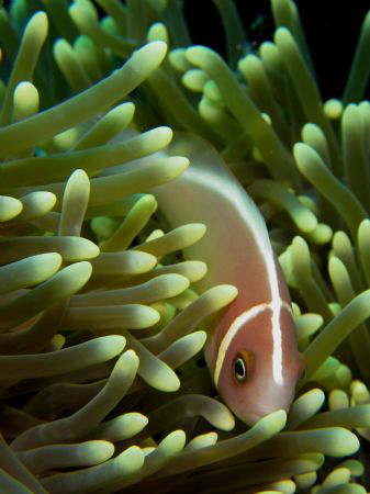 NEMO- does not fail to amaze me. by Bernard Maglana 
