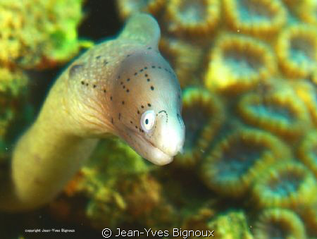 Geometric EEL ,EASY SUBJECT TO SHOOT ,tried differnt comp... by Jean-Yves Bignoux 