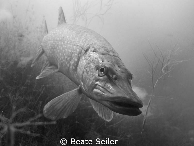 Northern pike B/W by Beate Seiler 