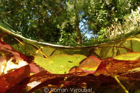 Summer Colors
 by Roman Vyroubal 
