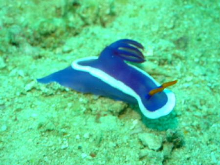 Nudi taken at Sipadan, East Malaysia by Dennis Siau 