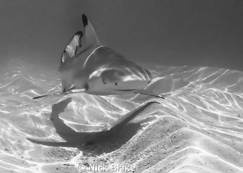 Juvenile Black Tip Reef Shark at Kuredu, Maldives. by Nick Blake 
