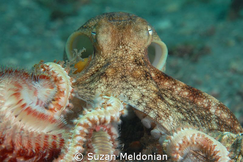 A path of fireworms lead us to this battle of survival, l... by Suzan Meldonian 