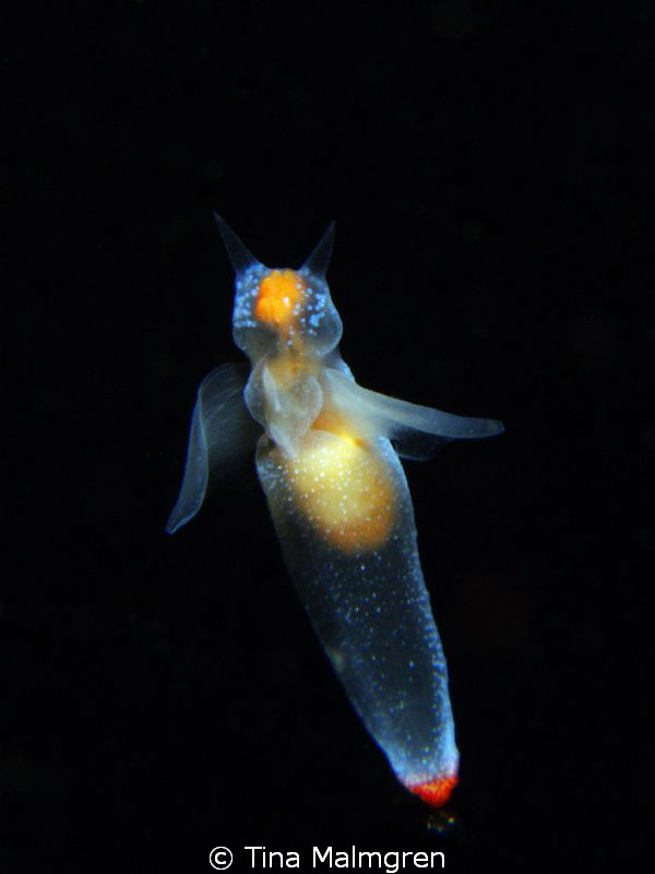 Clione limacina - sea angel by Tina Malmgren 