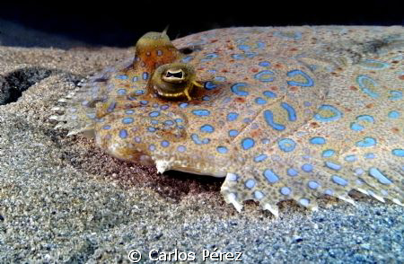 Lenguado @ EL Natural beach Puerto Rico, SeaLife DC1200 M... by Carlos Pérez 