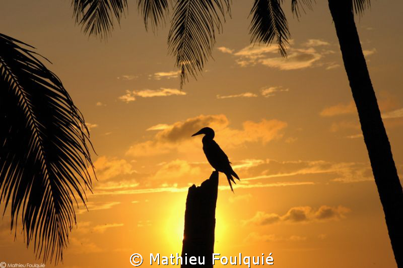 Masked Booby (Sula dactylatra), sunset style. Clipperton ... by Mathieu Foulquié 