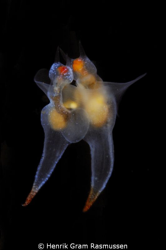 A pair of Clione limacina mating / "dancing" by Henrik Gram Rasmussen 