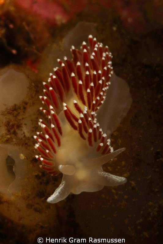 Flambelina by Henrik Gram Rasmussen 
