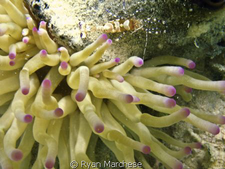 Anemone with shrimp by Ryan Marchese 