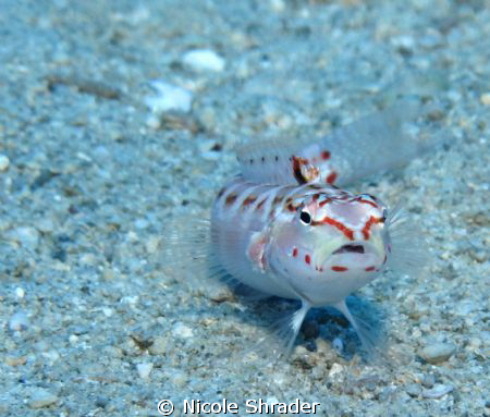 Caught by surprise? by Nicole Shrader 