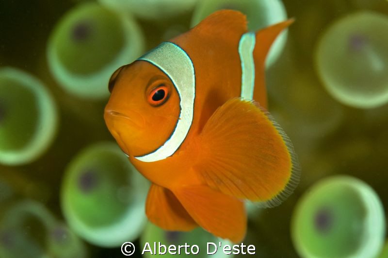 Clown Fish by Alberto D'este 