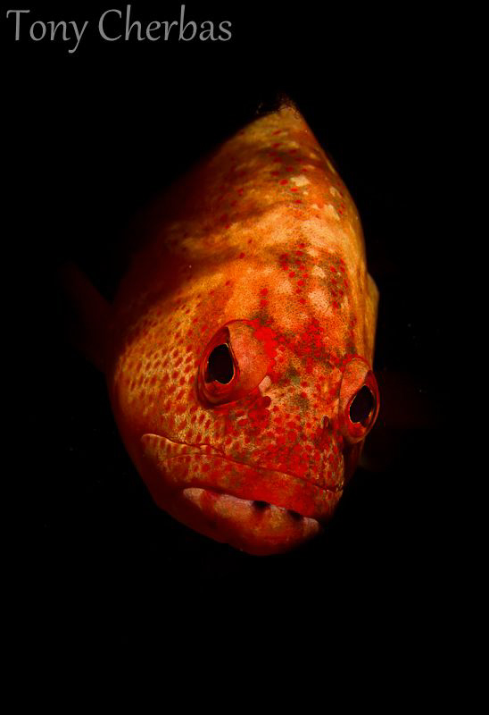 Mad Strawberry: I used Adobe Lightroom's graduated filter... by Tony Cherbas 