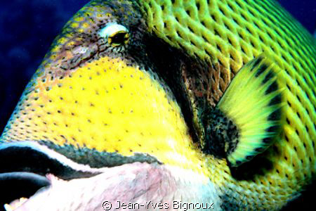 Underwater Mauritius Triggerfish at a dive site called Wa... by Jean-Yves Bignoux 