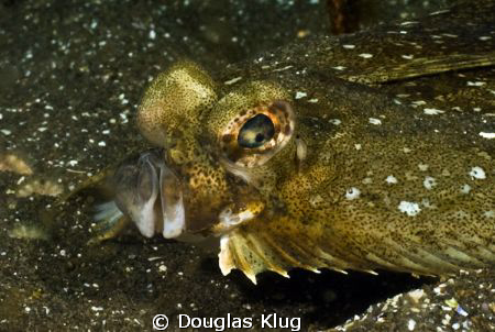 Looking Up. A turbot in the sand flats at Anacapa Island.... by Douglas Klug 
