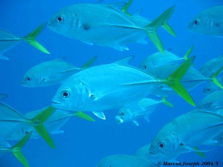 Horse eye Jacks taken on the Lesleen "M" Wreck in St. Luc... by Marcus Joseph 