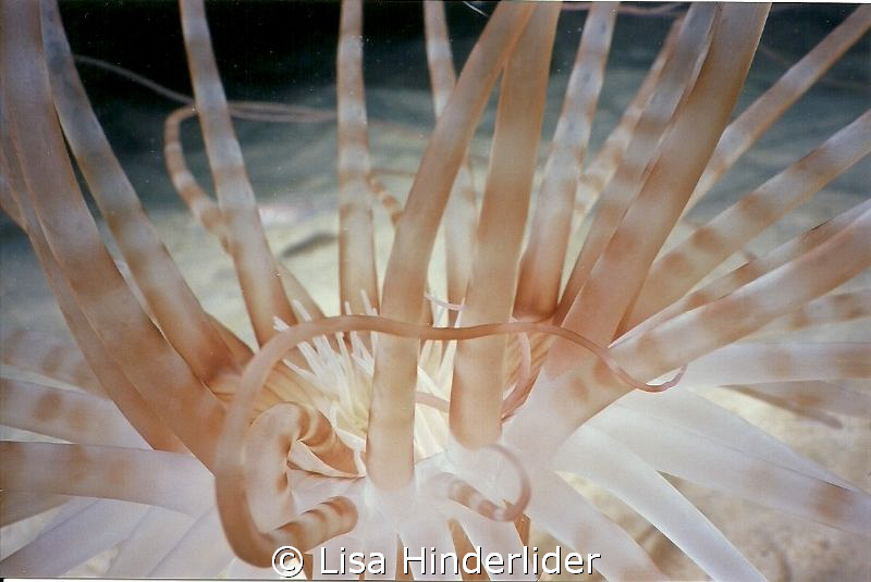 Sand Anemone close-up on night dive at Bari Reef. by Lisa Hinderlider 