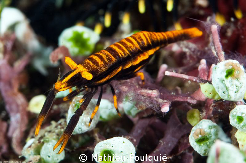 Periclemenes cornutus by Mathieu Foulquié 