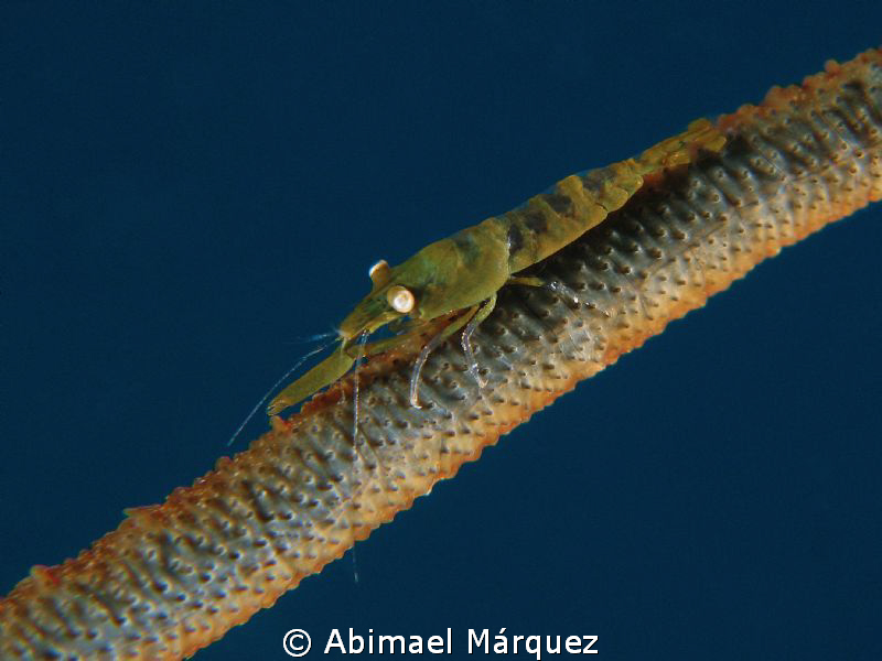 Wire Coral Shrimp by Abimael Márquez 