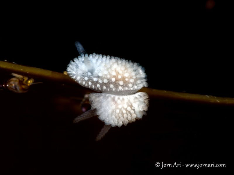 Living on the edge... Onchidoris muricata by Jorn Ari 