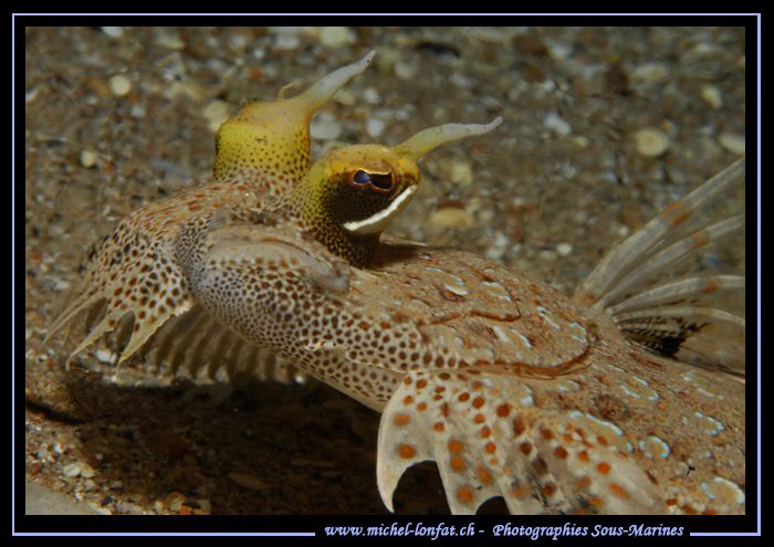Night dive in Dahab, Egypt.... ;O)... by Michel Lonfat 