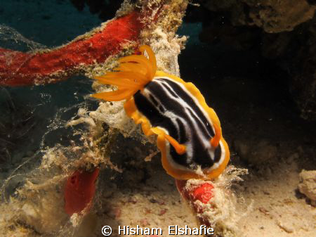 Nudibranchia, in Hurgada, Red Sea, Egypt, using Canon G12... by Hisham Elshafie 