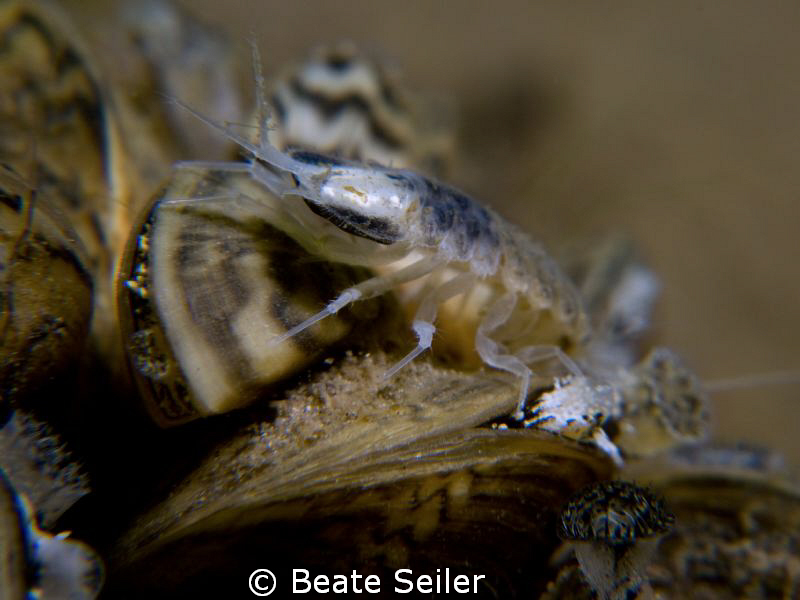 Amphipod by Beate Seiler 