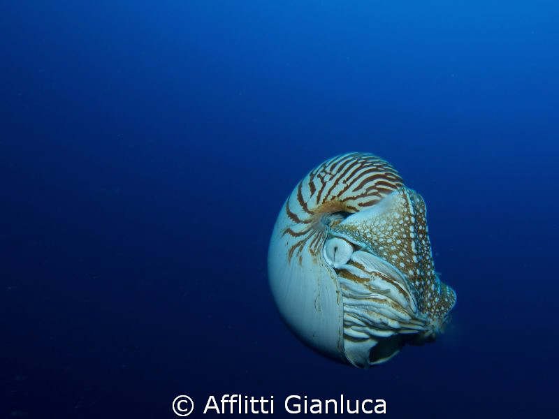 nautylus by Afflitti Gianluca 