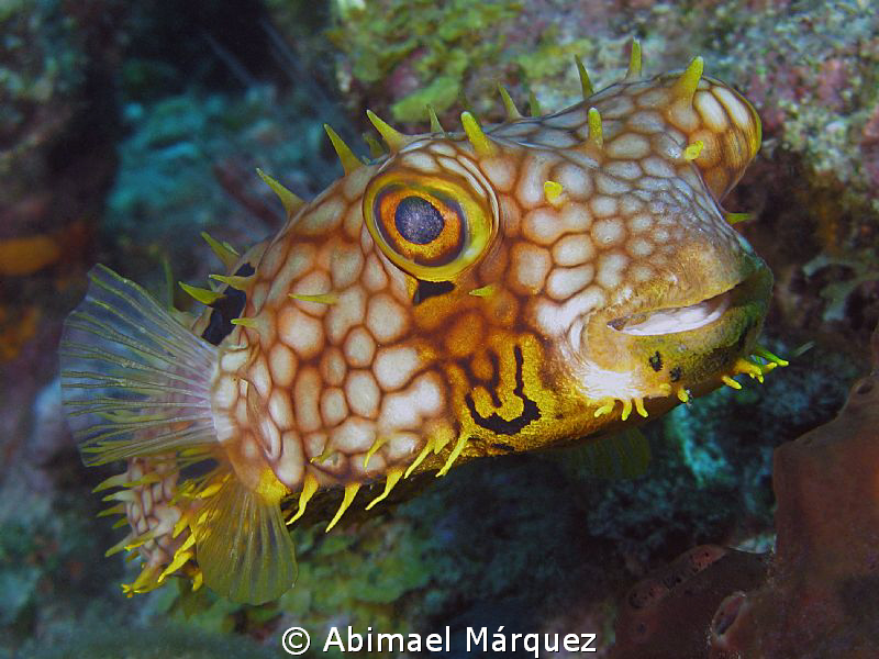 Happy Balloonfish by Abimael Márquez 