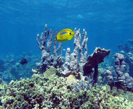 Blue Spot Butterfly Fish, Ningaloo Reef by Penny Murphy 