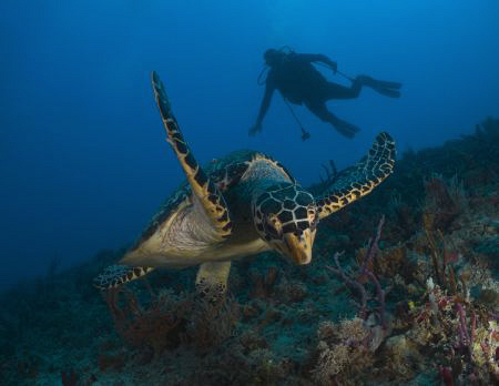 Turtle in St Thomas. by Juan Torres 