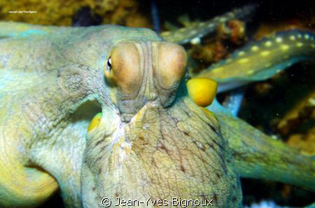 Octupus Mauritius- Balaclava 
Mauritius Underwater Photo... by Jean-Yves Bignoux 