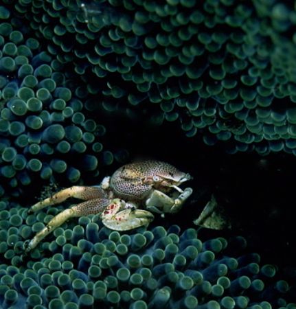 hide and seek ,kbr , indonesia.f100 ,105 and twin strobes by Gregory Grant 