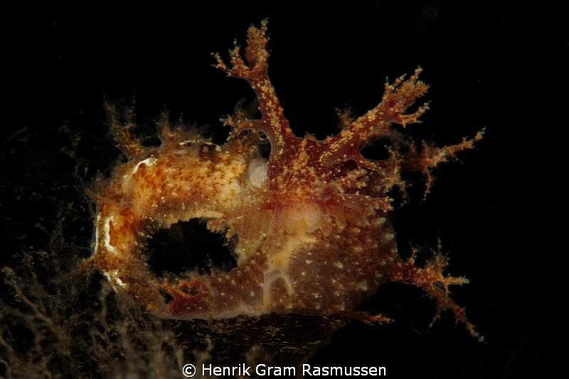 Nudie by Henrik Gram Rasmussen 