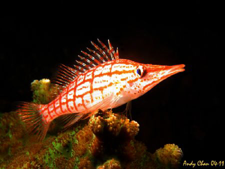 LongNose HawkFish - Tulamben Shipwreck by Andy Chan 