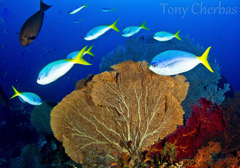 Fusiliers and Fans by Tony Cherbas 