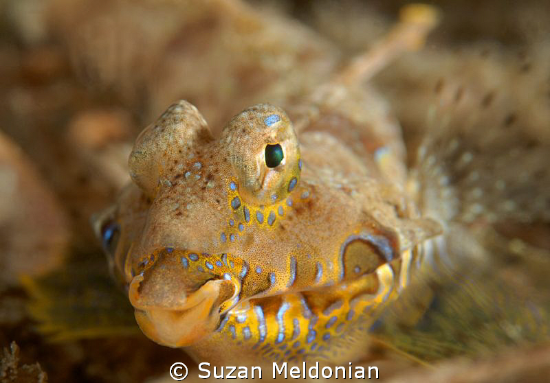 A Happy Dragonet ! by Suzan Meldonian 