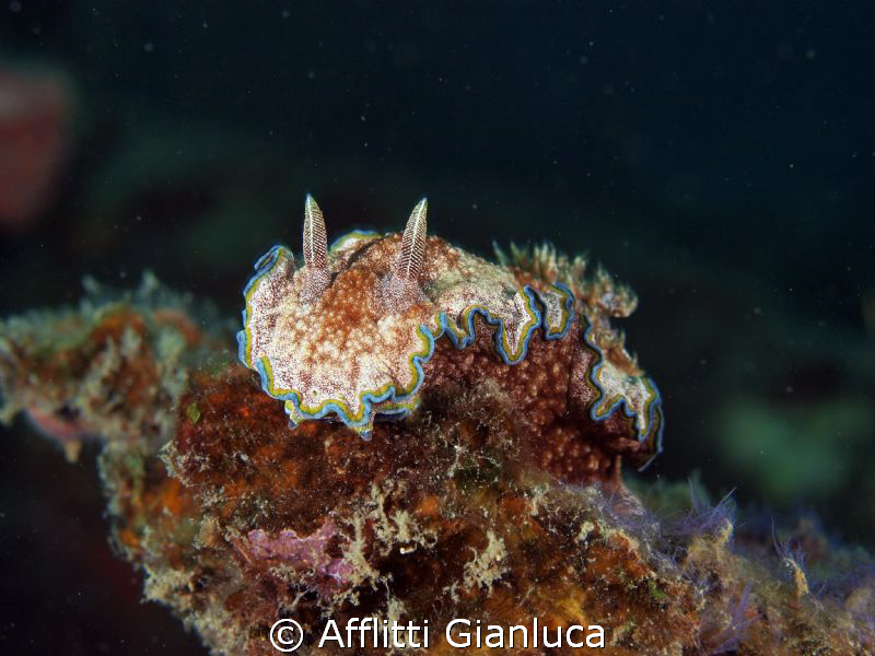 nudibranchia by Afflitti Gianluca 