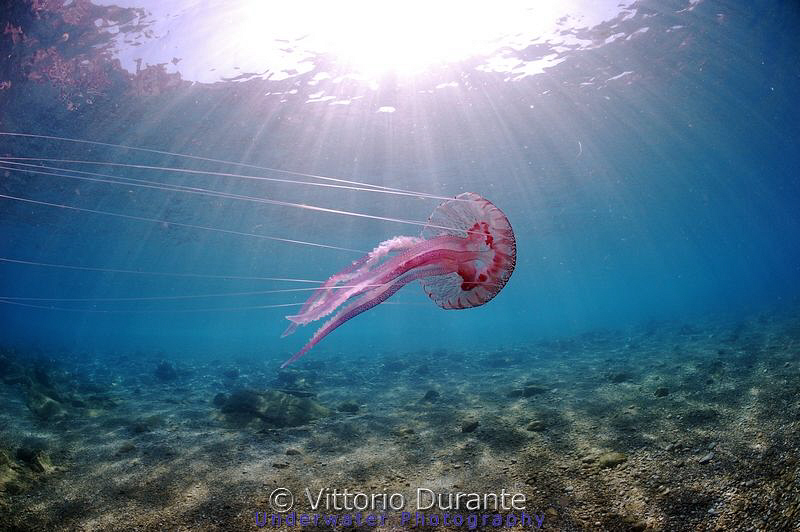 Jellyfish Pelagia noctiluca by Vittorio Durante 