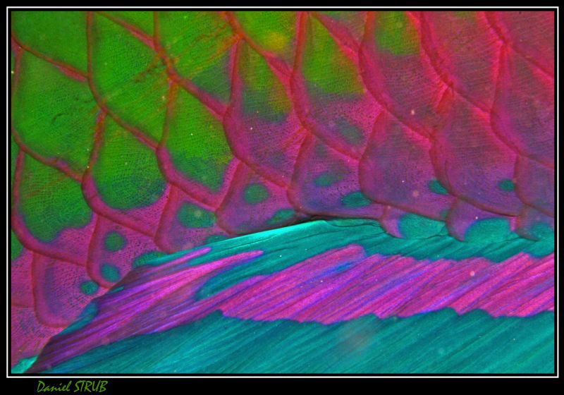 Beautiful colored parrot fish during a night dive :-D by Daniel Strub 