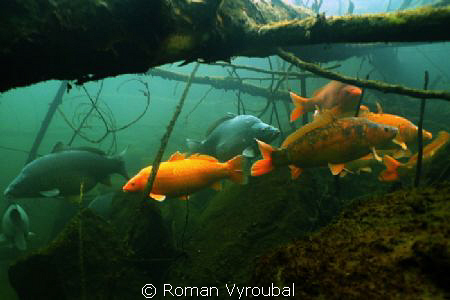 . by Roman Vyroubal 