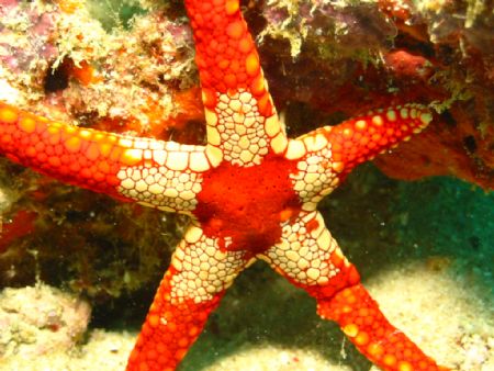 Taken at Sipadan, East Malaysia by Dennis Siau 