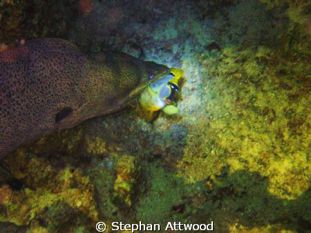 Not the best picture in terms of clarity, but the subject... by Stephan Attwood 