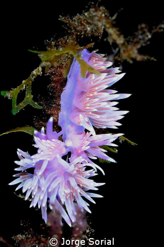 2 seaslugs "flabellina affinis" caught in their love act.... by Jorge Sorial 