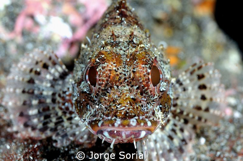 Madeira rockfish patiently posing in the seabed. The phot... by Jorge Sorial 