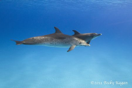 Swimming with friends by Becky Kagan 