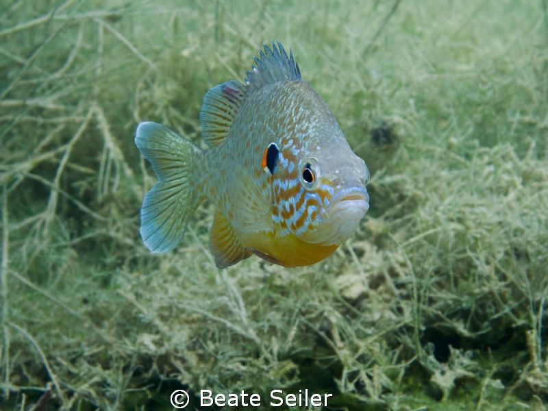 Pumpkinseed fish by Beate Seiler 