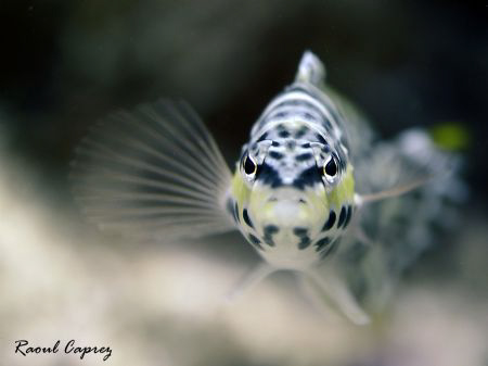 Little face to face
Focus is a hard job in that case :-)... by Raoul Caprez 