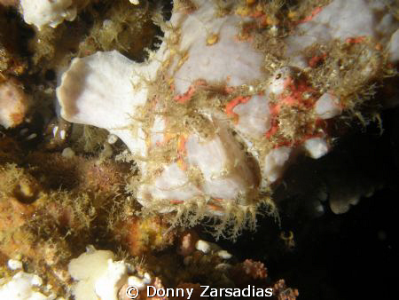 White Frogfish! by Donny Zarsadias 