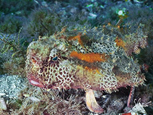 This image of a Polka Dotted Batfish was taken under the ... by Steven Anderson 