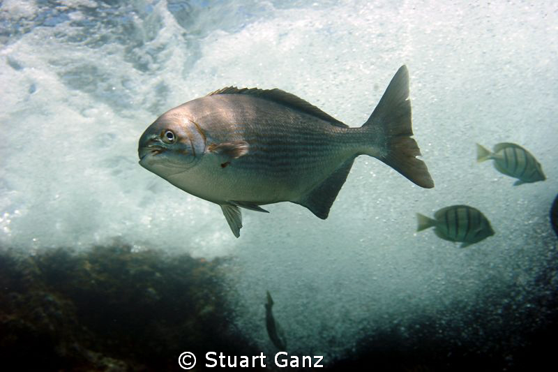 White water by Stuart Ganz 